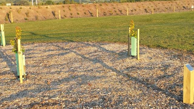 2015.11.26 Small trees. Expressway planting behind. Cambridge Tree Trust